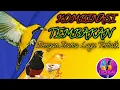 Download Lagu kombinasi tembakan maut || dengan irama lagu terbaik || top kicau mastering murai batu