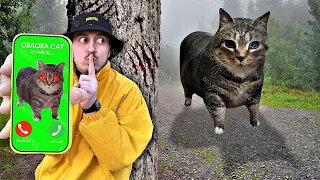 oiiaoiia cat nikpig short movie 