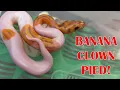 BANANA CLOWN PIED I FINALLY HIT IT