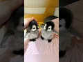 this cuteness is killing me #cute #adorable #pet #penguin #babyanimals #fluffy #cuteanimal