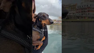 The highs and lows of being a boat dog🥲🙂‍↕️
