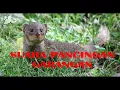 Download Lagu Suara Pancingan Garangan Untuk Berburu - Suara Garangan