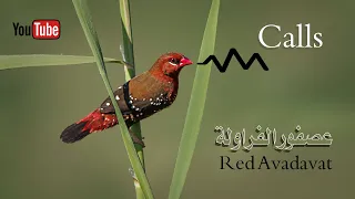                       تغريد عصفور الفراولة دندنها