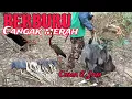 Lagu Berburu Cangak Merah 🔴 Cuma 2 Jam Cukup Untuk 1 kampung. Over Populasi Dan Menjadi Hama Bagi Petani