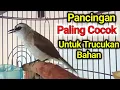Download Lagu TRUCUK BAHAN PENGIN RAJIN BUNYI...? PAKAI INI Pancingan trucukan BAHAN ombyokan agar bunyi gacor