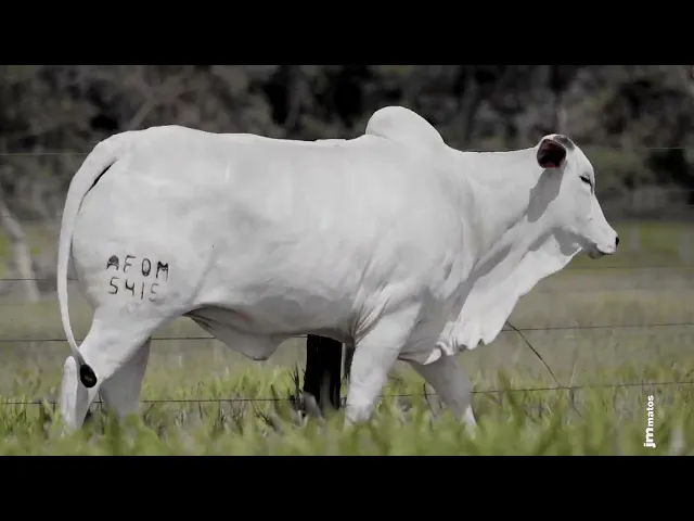 Novilha Nelore AFOM - 5415 5415 FIV DA BAMBU