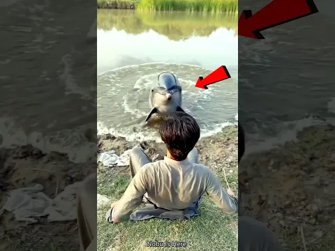 डॉल्फिन ने लड़के के साथ आखिर में जो किया 😱 #shorts #trendingshorts #viralshorts #story
