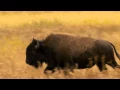 Welcome to the Buffalo Restaurant