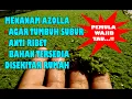 Lagu PANDUAN MENANAM AZOLLA DARI AWAL UNTUK PEMULA l ANTI RIBET BAHAN TERSEDIA l SEMUA PASTI BISA