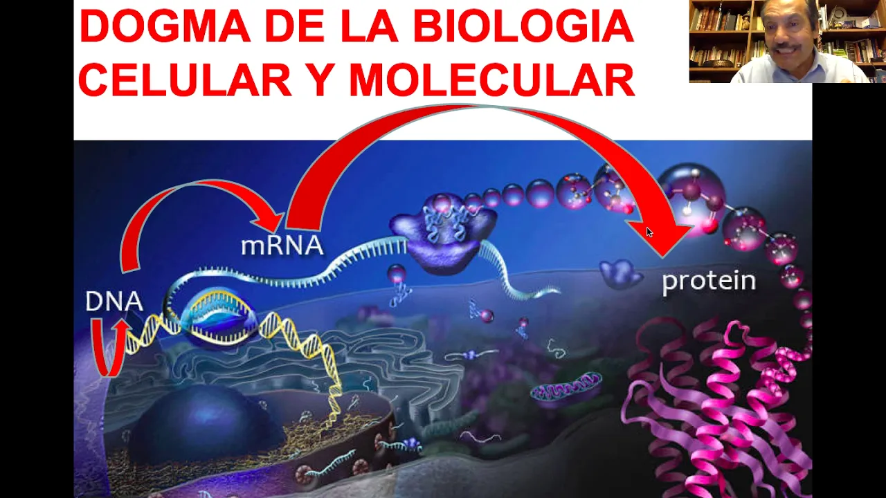 Dogma central biología celular y molecular