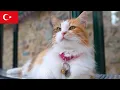 Lagu バス停で待つ優雅な猫。イスタンブール猫動画【4K】