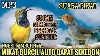 suara pikat prenjak starter kombinasi sogon menjerit auto dapat sekebon