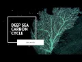 The Marine Carbon Cycle Explained