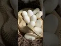 Download Lagu snake eggs #viral #shorts #krizparcon