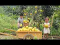 Harvesting the grapefruit garden on the farm and bring it to the market to sell.