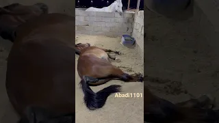 ولادة خيل 