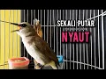 Download Lagu trucukan ropel panjang AMPUH buat pancingan trucukan agar bunyi JADIKAN burung trucukan gacor NYAUT