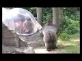 ゴリラを煽った結果...強化ガラス割られる
