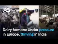 Lagu Why these farmers can thrive in India but struggle in Europe | DW News