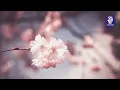 Download Lagu Surah Yasin, Surah Ar Rahman, Surah Al Mulk \u0026 Surah Al Waqiah | Mishary Rashid Alafasy