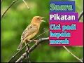 Download Lagu Suara pikat Cici padi(salome)