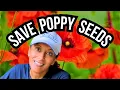 Stop Buying Poppies Do This Instead