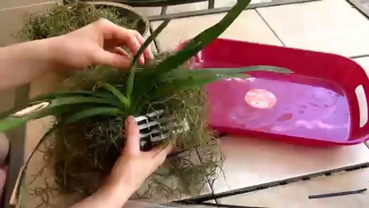 DIY HANGING VANDA ORCHID BASKET