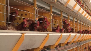 Automatização na avicultura