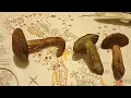 Beginners Mushroom Hunting Part 13 Red Mouth Bolete