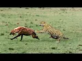 TOP 11 Kemenangan Macan Tutul Melawan Hyena