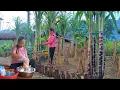Download Lagu Bamboo shoot season: DAN makes pickled bamboo shoots with chili peppers by hand, weeding sugarcane
