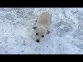 Lagu Saving a Tiny Puppy From the Cold… But We Never Expected This Ending