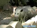 What Do Opossums Eat
