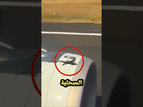 السحلية المهاجرة 😳