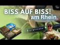 Feeder fishing on the Rhine in the height of summer - bite after bite