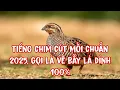 Download Lagu Tiếng Chim Cút Mồi Chuẩn Nhất 2025/ Gọi Là Về - Bẫy Là Dính 100%
