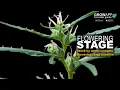 Flowering Stage Week by week flowering stage timeline