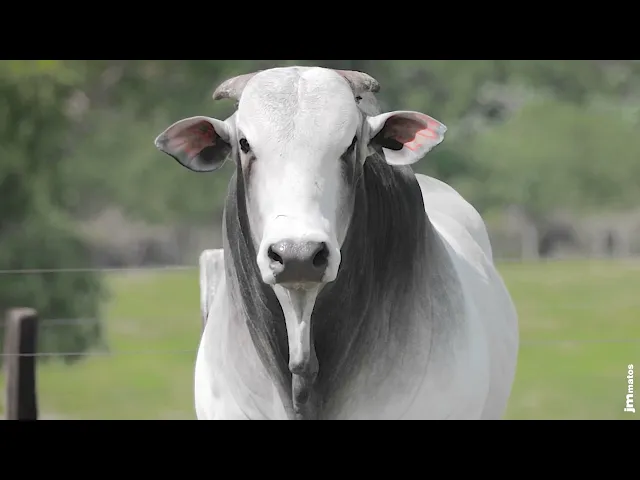 Touro Nelore AFOM - 4987