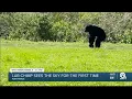 29-year-old chimpanzee sees sky for first time at Fort Pierce sanctuary