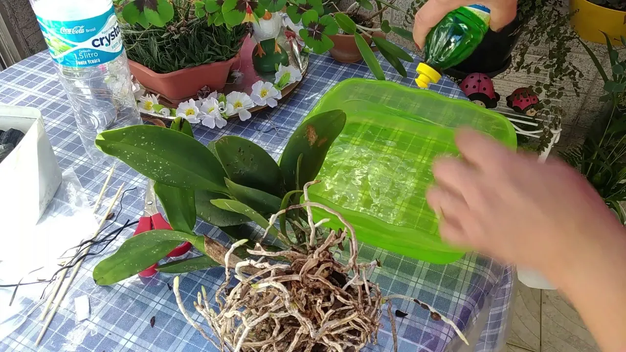 ORQUÍDEA CATTLEYA SÓ NO CARVÃO