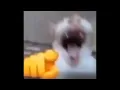 Download Lagu Cat Laughing Meme Sound Effect.
