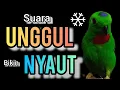 Download Lagu SUARA BURUNG serindit gacor UNGGUL buat PANCINGAN SERINDIT agar EMOSI NYAUT