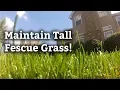 How to Identify and Maintain Tall Fescue Grass Expert Lawn Care Tips