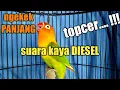 Download Lagu NGEKEK PANJANG. LOVEBIRD MANA YANG GAK NYAUT IKUTAN NGEKEK SETELAH mendenGar LB SATU INI