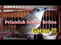 Download Lagu 🐦Pelanduk semak betina, manggil si jantan