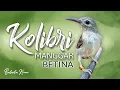 Download Lagu KOLIBRI MANGGAR BETINA GACOR TEMBAKAN PEDAS
