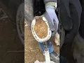 Download Lagu Horse foot cleaning 🤯 #shorts #shortsvideo