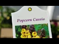 Vlog Greenhouse Grabs Hazelton Iowa Amish Greenhouses