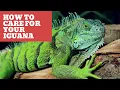 How To Care For Your Iguana A Guide For Beginners