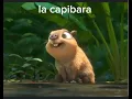 the capybara